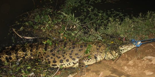 Istirahat di Pinggir Kanal Usai Bawa Pakan Udang, Tumiran Tewas Dimangsa Buaya