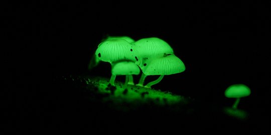 Mycena chlorophos, Jamur Bercahaya di Belantara Hutan Halimun