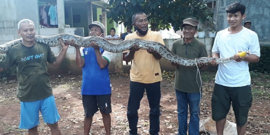 Warga Rawalumbu Bekasi Tangkap Ular Sanca 3 Meter yang Memangsa Ternak