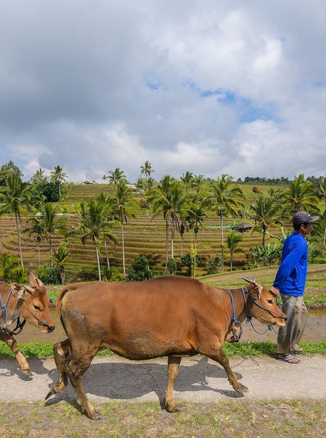 desa jatiluwih tabanan bali