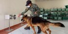 Melatih Anjing Deteksi Virus Corona Lewat Keringat Tubuh Manusia