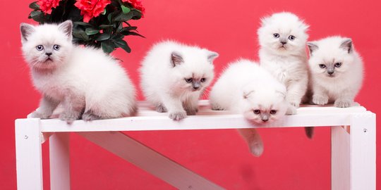 Harga Kucing British Shorthair Terbaru 2021 dan Cara Perawatannya 