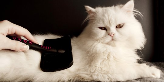 5 Penyebab Kucing Persia Kecil, Bisa Jadi karena Nutrisi yang Kurang Baik