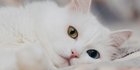 Harga Kucing Anggora Kecil dan Dewasa, Ketahui Cara Merawatnya