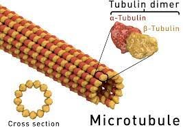 ilustrasi mikrotubulus