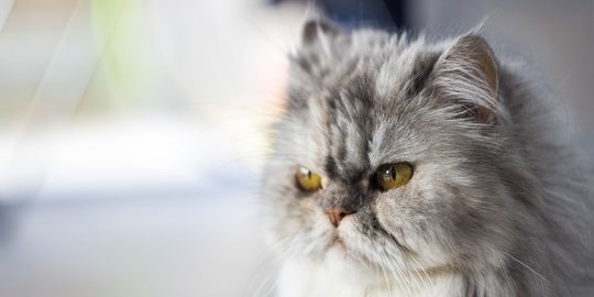 Jenis Kucing Peaknose Persia, Ketahui Perbedaannya dengan Flatnose 