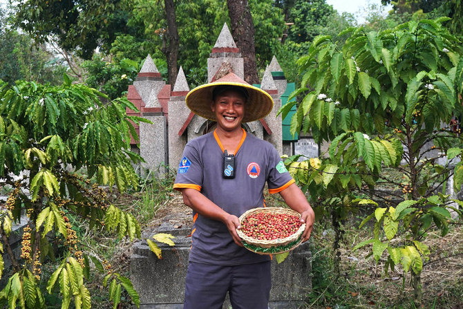 panen kopi di kuburan londo malang