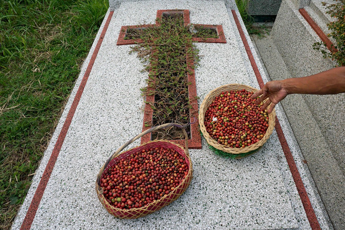 panen kopi di kuburan londo malang