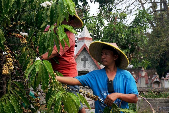 panen kopi di kuburan londo malang