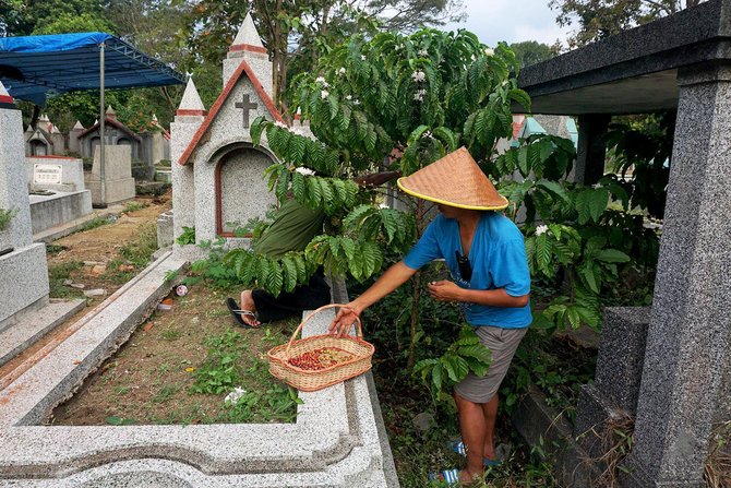 panen kopi di kuburan londo malang