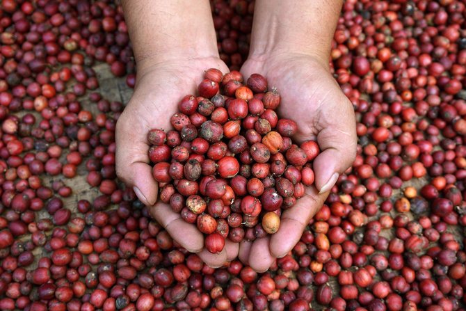 panen kopi di kuburan londo malang