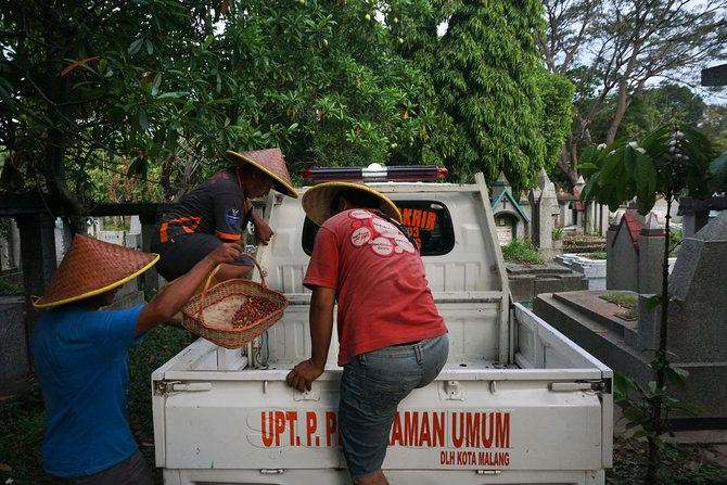 panen kopi di kuburan londo malang