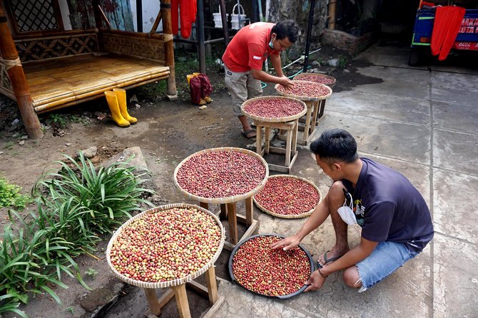 panen kopi di kuburan londo malang