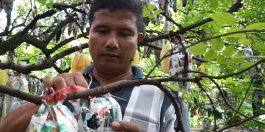 Gagal Jadi Tentara, Pria Depok Ini Raup Omzet Rp450 Juta dari Budi Daya Belimbing