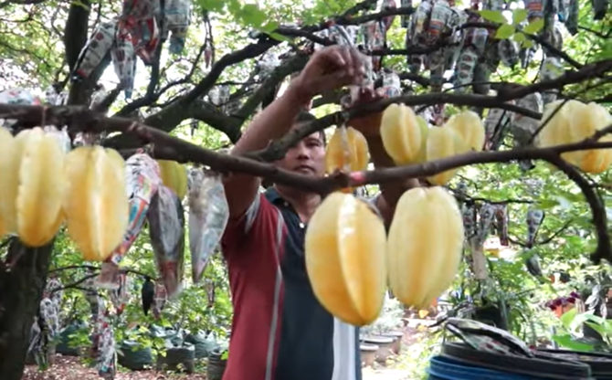 kisah petani belimbing sukses di depok setelah gagal jadi tentara