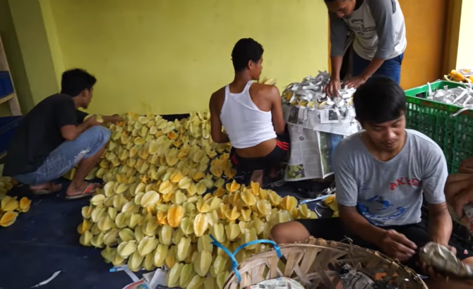 kisah petani belimbing sukses di depok setelah gagal jadi tentara