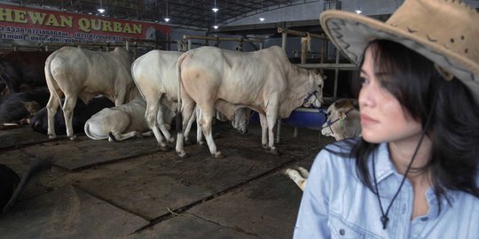 Jelang Iduladha, Banyak Hewan Kurban di Sumsel Belum Cukup Cukup Umur