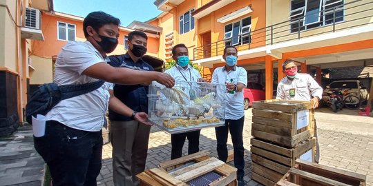 Puluhan Satwa Lindung Hasil Sitaan di Jateng Dikirim ke Papua dan Maluku