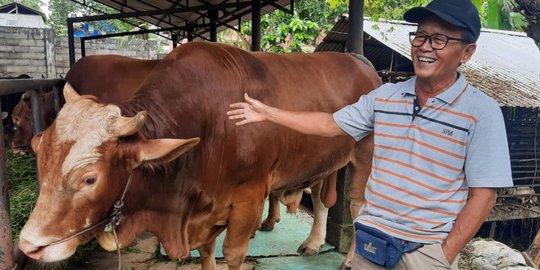 \'Jarot\' Sapi Kurban Presiden Jokowi di Jambi