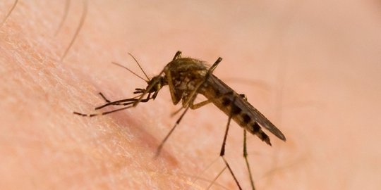WHO Umumkan China Secara Resmi Bebas Malaria