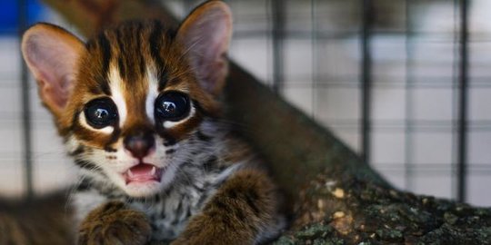 Mengenal Kucing Hutan Jawa, Hewan Lucu yang Dilindungi Undang 