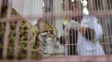 ilustrasi kucing hutan jawa satwa langka dan dilindungi