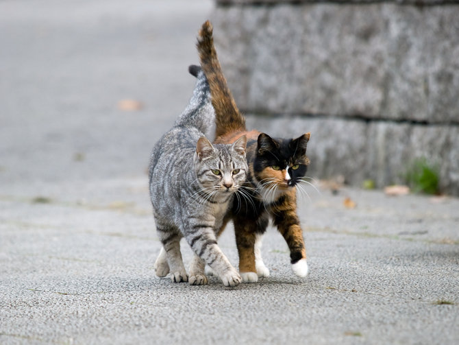 Mengenal Kucing Persia Medium Abu-Abu, Ketahui Karakteristik dan 