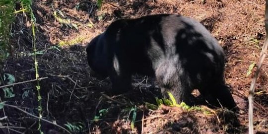 BBKSDA Riau Selamatkan Beruang Madu Terjerat di Kebun Warga