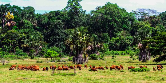 Menyusuri Alas Purwo, Hutan Tertua di Pulau Jawa yang Penuh Misteri
