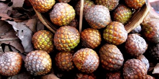 Mulai Kepayang sampai Simalakama, Ini Wujud 6 Buah yang Sering Ada dalam Peribahasa