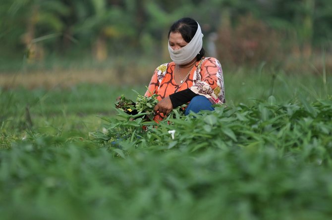 petani kangkung di tanjung priok