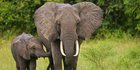 Gajah di Aceh Mati Diduga Terjangkit Virus