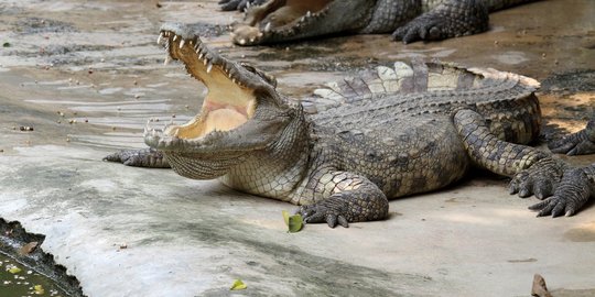 Sedang Memanah Ikan di Pantai, Warga Kupang Diserang Buaya