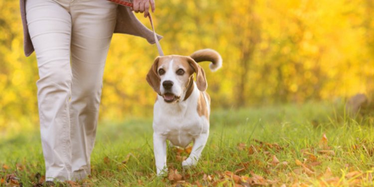 Tujuan Klasifikasi Makhluk Hidup Lengkap Beserta Penjelasannya Merdeka Com
