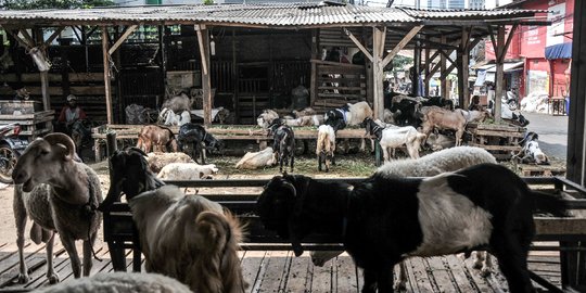 Dampak PPKM Darurat, Pedagang Hewan Kurban Sepi