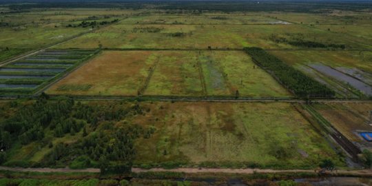Strategi Food Estate untuk Ketahanan Pangan Nasional Dinilai Tak Tepat