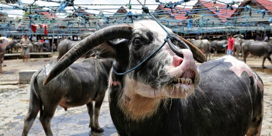 Berkunjung ke Pasar Bolu Toraja, Pasar Kerbau Terbesar di Dunia