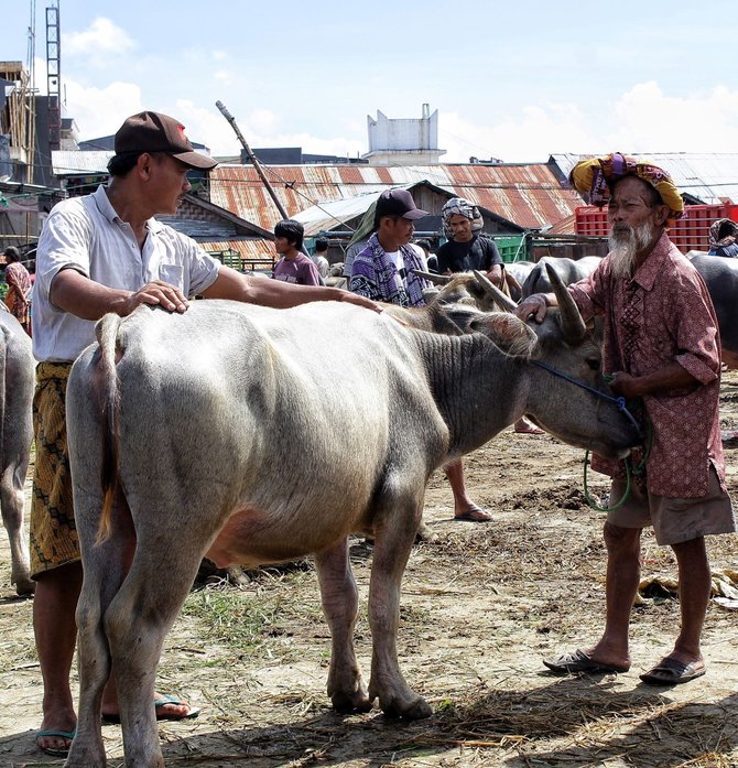 pasar hewan bolu toraja