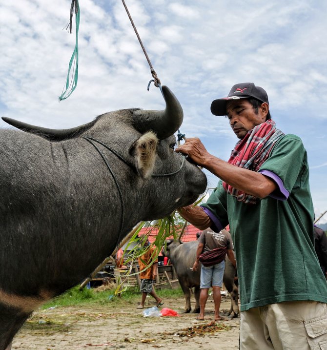 pasar hewan bolu toraja