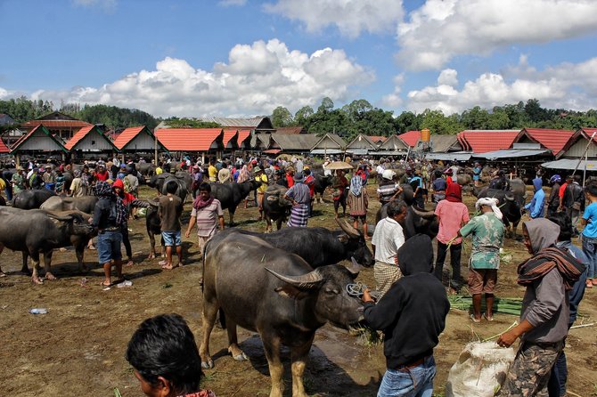 pasar hewan bolu toraja