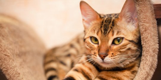 Penyebab Jamur pada Kucing dan Cara Mengatasinya dengan Tepat, Ini Selengkapnya