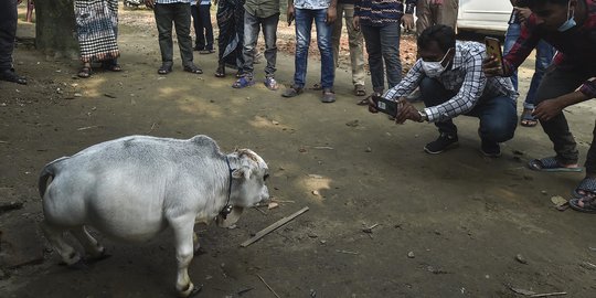 Penampakan Sapi Terkecil dari Bangladesh