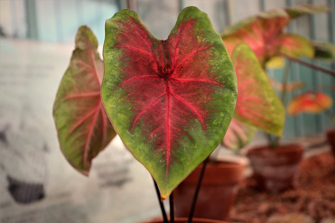 ilustrasi caladium florida cardinal