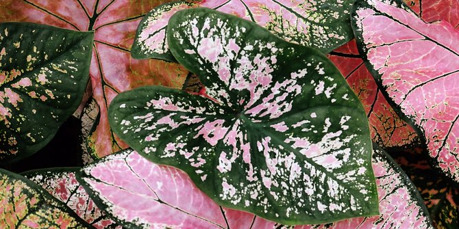 ilustrasi caladium pink beauty