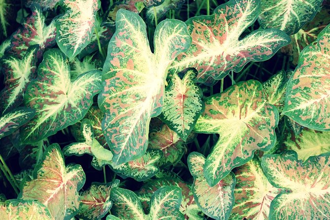 ilustrasi caladium gingerland