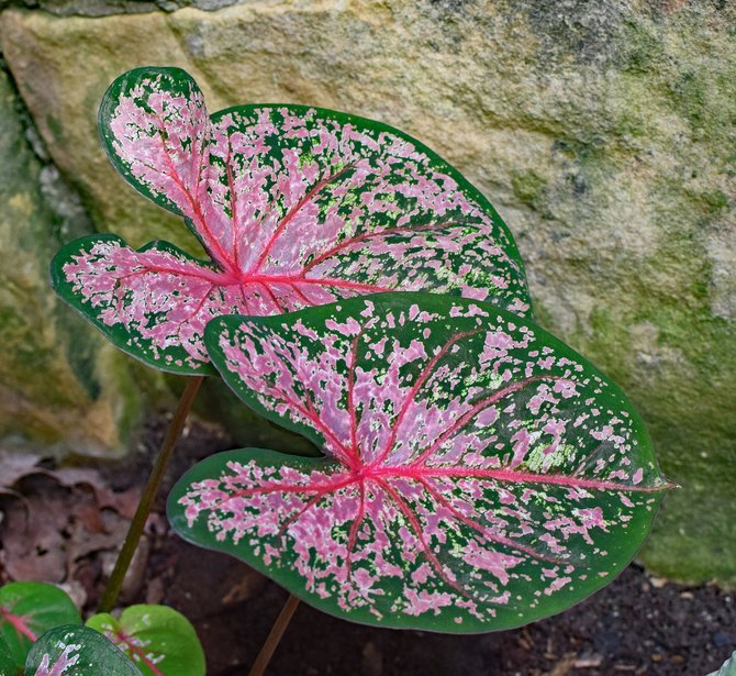 ilustrasi caladium carolyn whorton