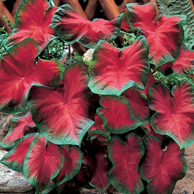 ilustrasi caladium freida hemple