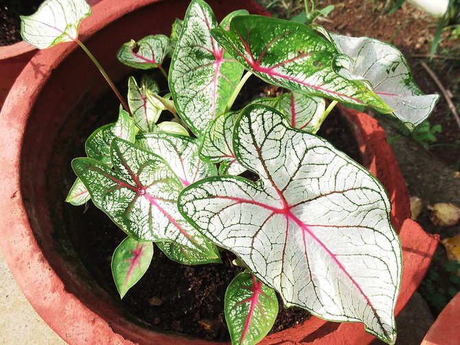 ilustrasi caladium white queen