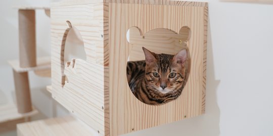 Desain Rumah Kucing yang Unik dan Minimalis, Bisa Jadi Inspirasi 