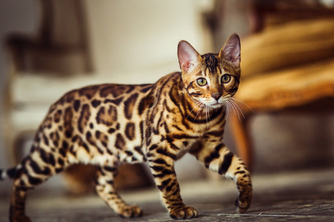 Karakteristik Kucing Bengal dan Cara Merawatnya, Perlu Diketahui 